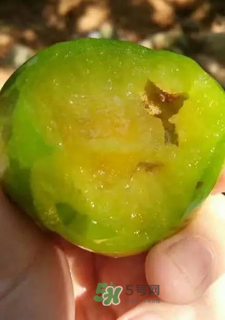 奈李是什么水果？奈李為什么會(huì)空心