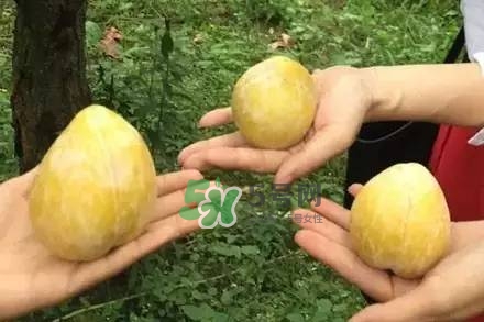 奈李是什么水果？奈李為什么會(huì)空心