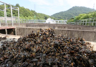 海瓜子多少錢一斤？西湖撈起的海瓜子能吃嗎