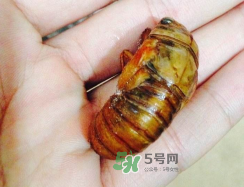 知了猴可以煮著吃嗎？知了猴怎么煮？