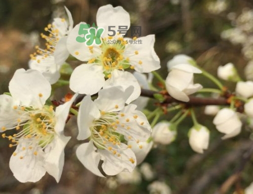 月經(jīng)期間可以吃奈李嗎？來月經(jīng)可以吃奈李嗎