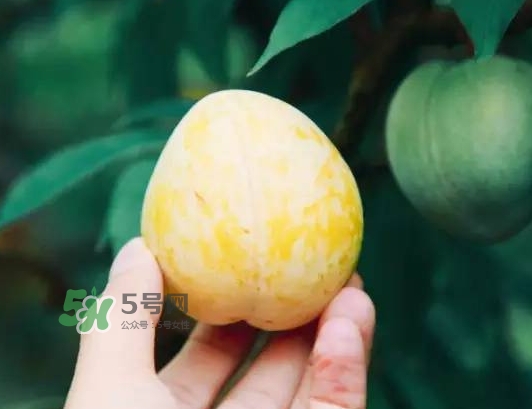 奈李怎么挑？奈李怎么挑選