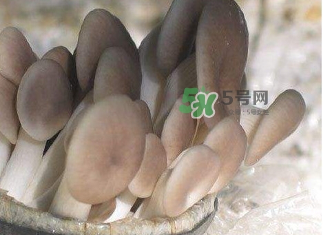 秀珍菇一畝地能種植多少包？秀珍菇如何出菇管理