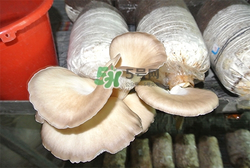 秀珍菇一畝地能種植多少包？秀珍菇如何出菇管理