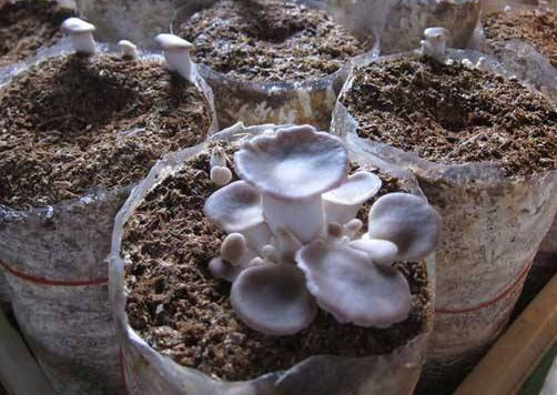 秀珍菇什么品種好？一萬袋秀珍菇要多少成本