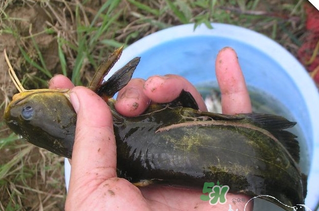 黃刺魚什么天氣好釣？黃刺魚釣魚最佳時(shí)間