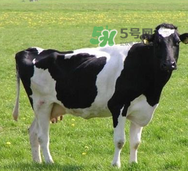 牛初乳哪種比較好？牛初乳哪個品牌的好？