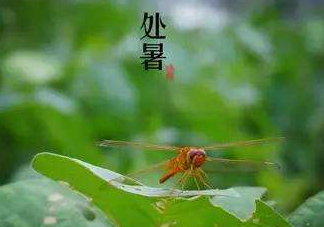 立秋為什么在處暑前？為什么立秋早過處暑？