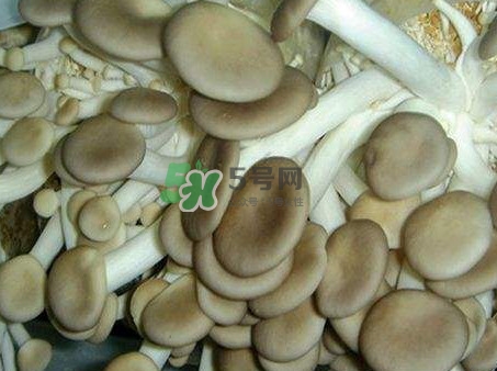 哪些人不能吃秀珍菇？秀珍菇不能和什么同吃？