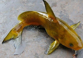 黃刺魚多少錢一斤？野生黃刺魚多少錢一斤