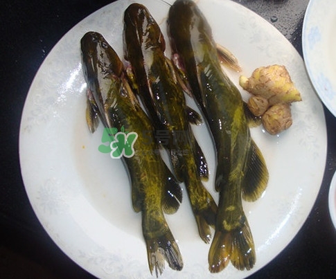 黃刺魚是發(fā)物嗎？黃刺魚是黃辣丁嗎