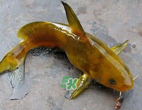 黃刺魚幾月份最好釣？黃刺魚怎么釣