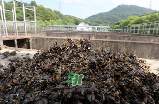 海瓜子多少錢(qián)一斤？西湖撈起的海瓜子能吃嗎