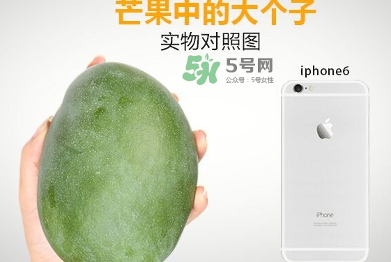 凱特芒果什么時候上市？凱特芒果上市時間