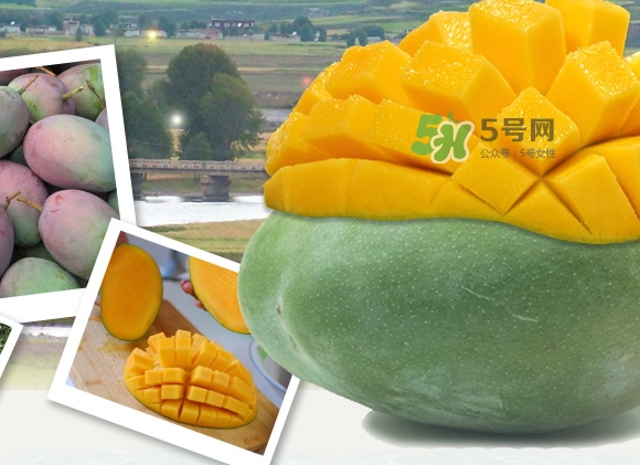 凱特芒果什么時候上市？凱特芒果上市時間