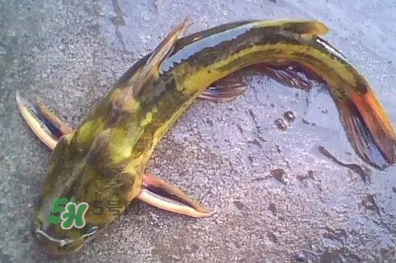 黃蜂魚有毒嗎？黃蜂魚怎么去毒