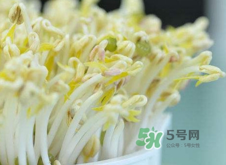 豆芽什么季節(jié)吃？豆芽什么時候有