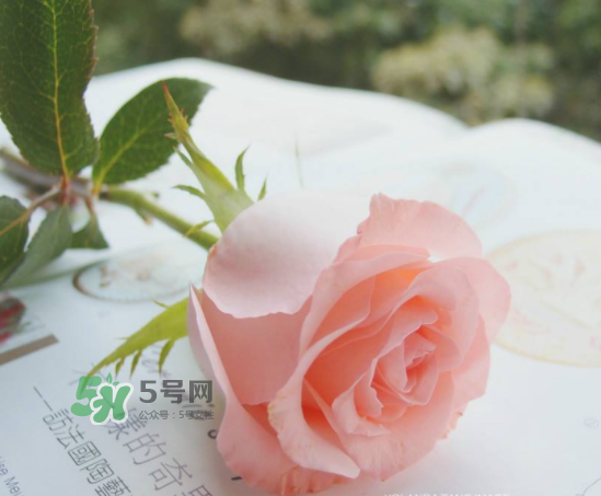 roseonly限量紅粉玫瑰多少錢？有幾朵？