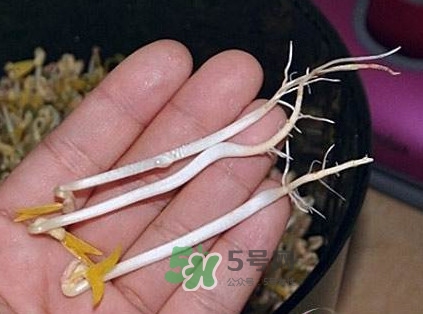 豆芽是發(fā)物嗎？豆芽能見陽光嗎