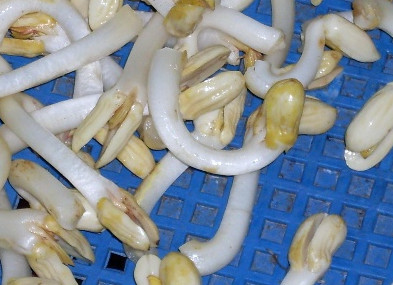 花生芽多少錢一斤？花生芽苦味有毒嗎？