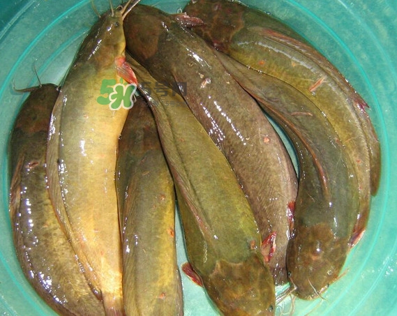 黃蜂魚怎么煮好吃？黃蜂魚燉湯孕婦可以喝嗎