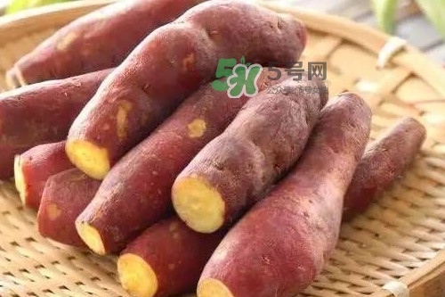 地瓜發(fā)芽能吃嗎？地瓜發(fā)芽了還可以吃嗎