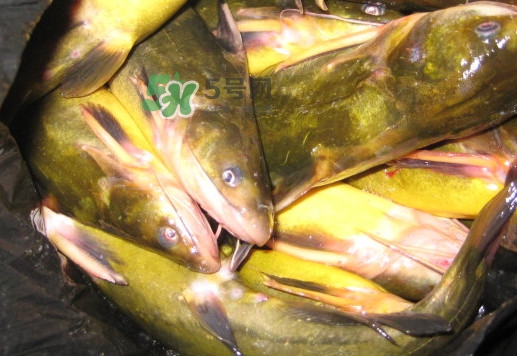 黃蜂魚有毒嗎？黃蜂魚怎么去毒