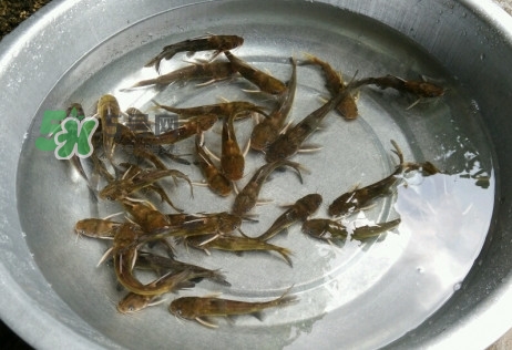 黃蜂魚怎么做好吃？黃蜂魚怎么釣