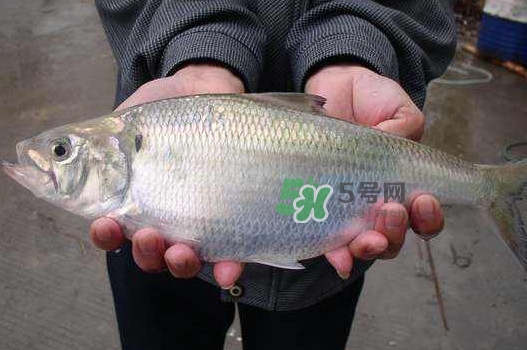 鰣魚什么時(shí)候最好吃？長(zhǎng)江鰣魚什么上市