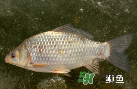 鰣魚和響魚是兩種魚嗎？鰣魚和鯽魚的區(qū)別