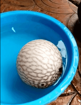 河豚魚多少錢一斤？河豚為什么會(huì)鼓起來