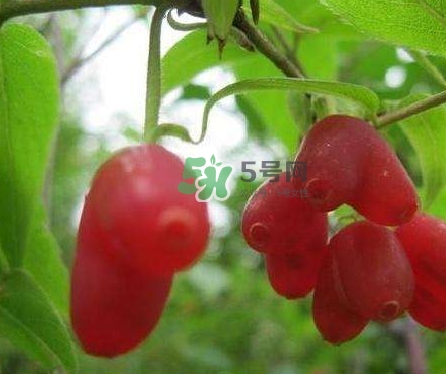 杈杷果能放時(shí)間長嗎？杈杷果怎么保存？