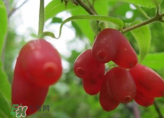 杈杷果能放時(shí)間長嗎？杈杷果怎么保存？