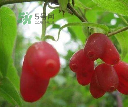 杈杷果多少錢一斤？杈杷果價(jià)格表