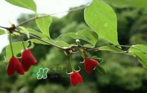 杈杷果怎么吃？杈杷果食用方法