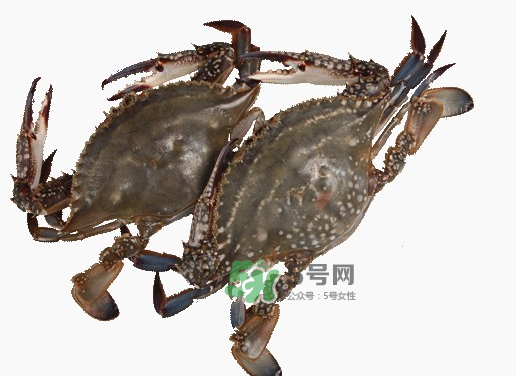 梭子蟹一只大概多重？梭子蟹一斤一般幾只？