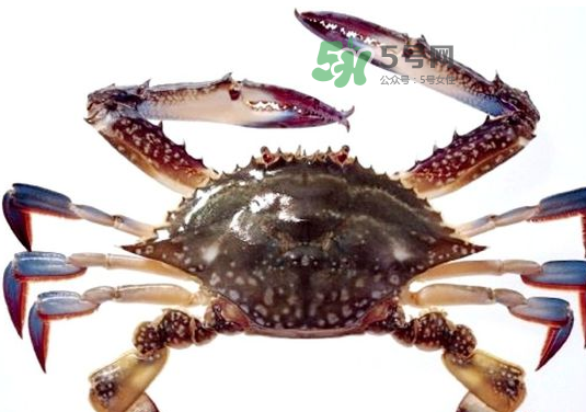 梭子蟹一只大概多重？梭子蟹一斤一般幾只？
