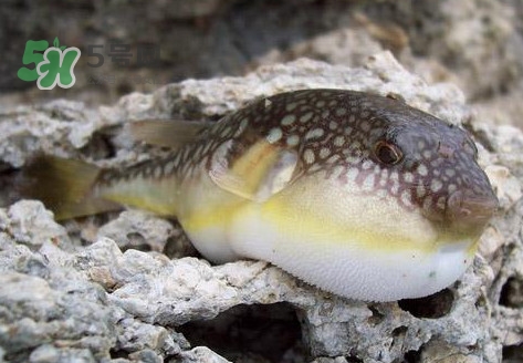 河鲀是淡水魚嗎？河鲀是哺乳動物嗎