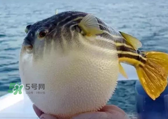 河鲀和大巴魚是一回事嗎？河鲀有哪些營養(yǎng)價值