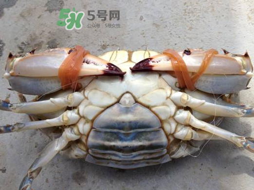 飛蟹可以冷凍嗎？飛蟹能冷凍保存嗎？