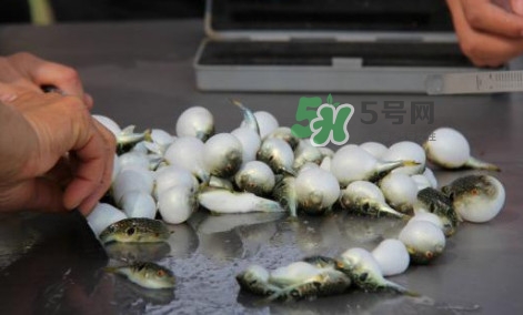 河豚能吃嗎？河豚可以吃嗎