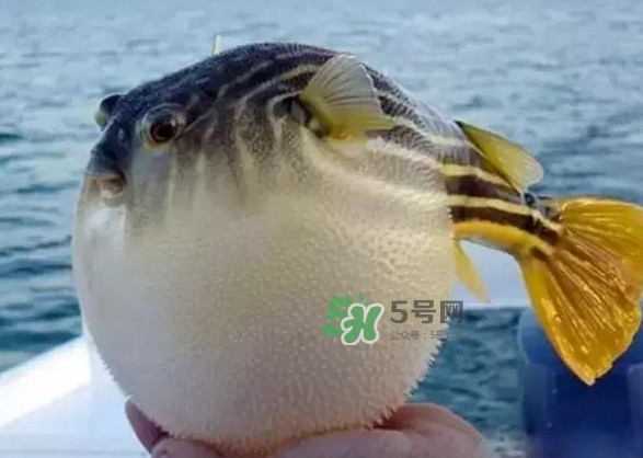 河豚魚多少錢一斤？河豚為什么會(huì)鼓起來