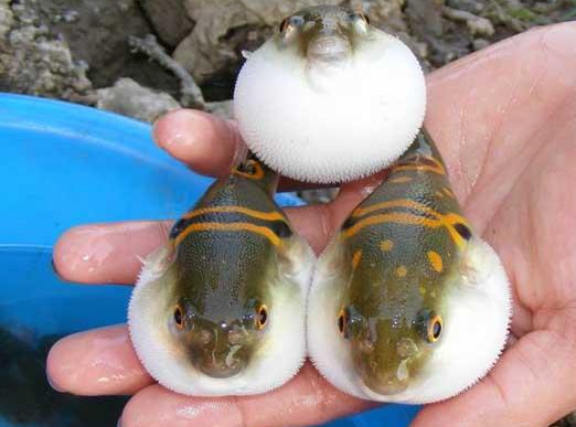 河豚魚怎么吃？河豚魚怎么去毒
