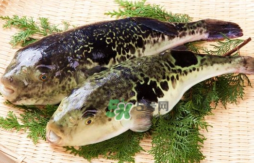 河豚魚是海鮮嗎？河豚魚是淡水魚嗎