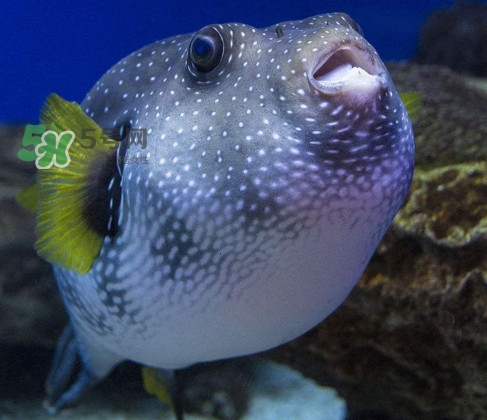 河豚魚是發(fā)物嗎？河豚魚為什么有毒