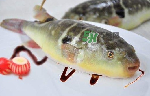 河豚魚是發(fā)物嗎？河豚魚為什么有毒