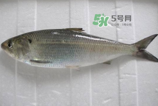 鰣魚(yú)多少錢(qián)一斤？長(zhǎng)江鰣魚(yú)多少錢(qián)一斤2017