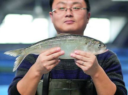 鰣魚是海魚還是淡水魚？鰣魚是發(fā)物嗎