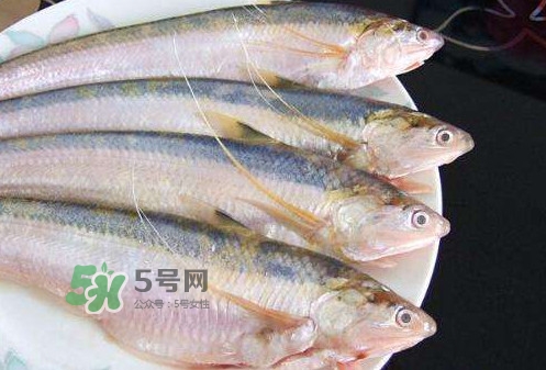 鰣魚刺多嗎？鰣魚可以養(yǎng)殖嗎