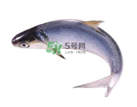 鰣魚刺多嗎？鰣魚可以養(yǎng)殖嗎